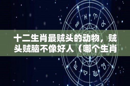 十二生肖最贼头的动物，贼头贼脑不像好人（哪个生肖是贼）