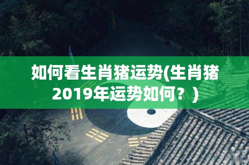 如何看生肖猪运势(生肖猪2019年运势如何？)
