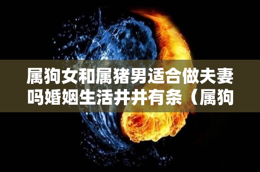 属狗女和属猪男适合做夫妻吗婚姻生活井井有条（属狗女和属猪男合财吗）