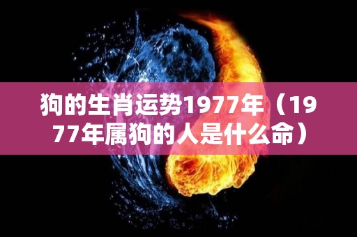 狗的生肖运势1977年（1977年属狗的人是什么命）