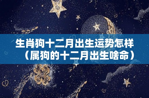 生肖狗十二月出生运势怎样（属狗的十二月出生啥命）