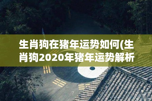 生肖狗在猪年运势如何(生肖狗2020年猪年运势解析)