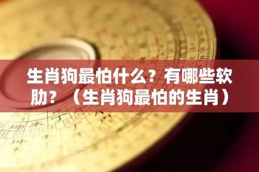 生肖狗最怕什么？有哪些软肋？（生肖狗最怕的生肖）