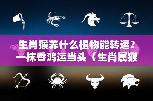 生肖猴养什么植物能转运？一抹香鸿运当头（生肖属猴养什么植物旺财）