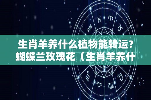 生肖羊养什么植物能转运？蝴蝶兰玫瑰花（生肖羊养什么植物和花）