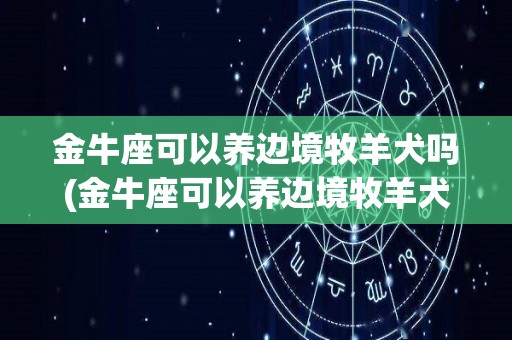 金牛座可以养边境牧羊犬吗(金牛座可以养边境牧羊犬吗视频)