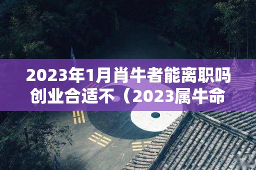 2023年1月肖牛者能离职吗创业合适不（2023属牛命运怎样）